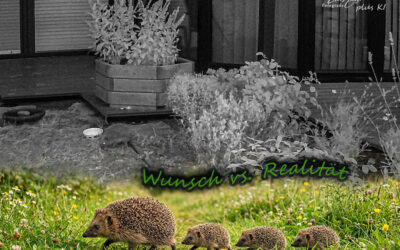Nachts an meiner Igel-Raststätte