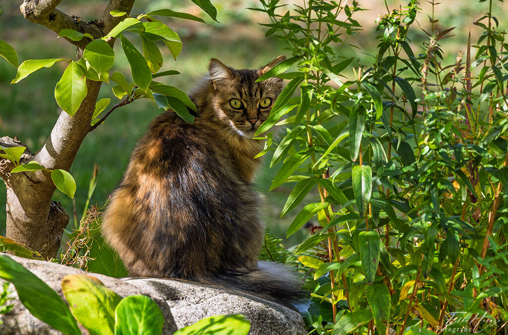 Morgensonne & die . . .