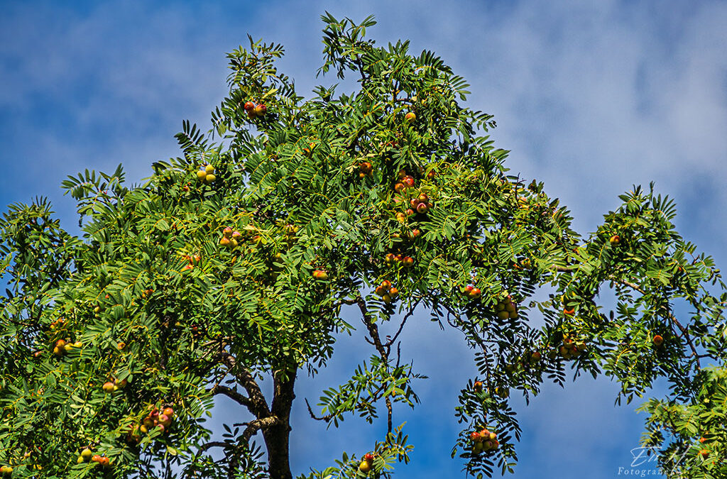 Spätsommer im ‚Süßen Gründchen‘