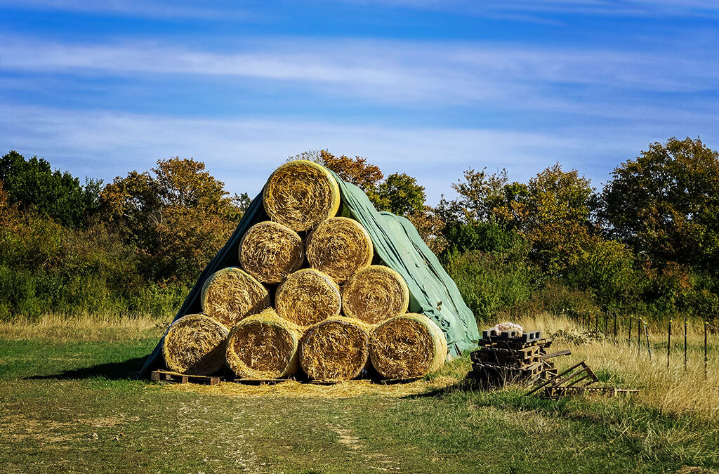 Landluft geschnuppert