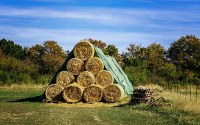 Landluft geschnuppert