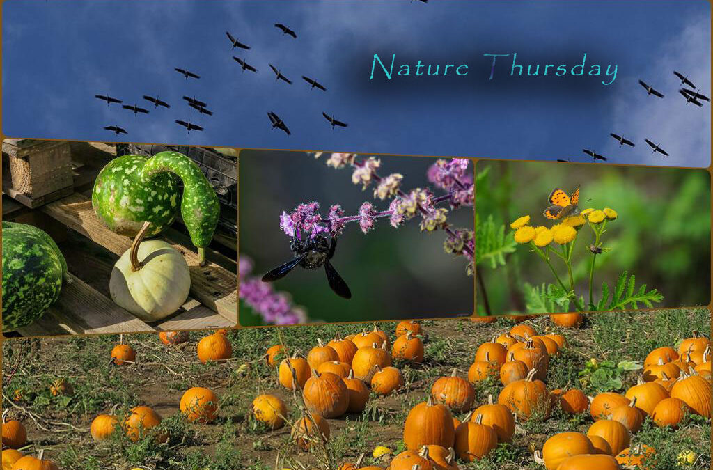 Herbstlicher Mix