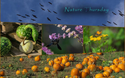 Herbstlicher Mix