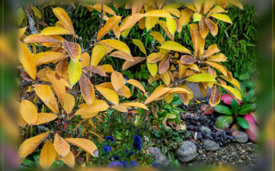 Herbstpalette