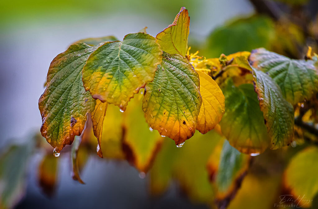 Leuchtfeuer im Regen