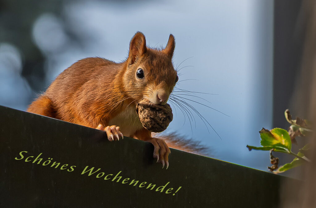 Wochenend-Hörnchen ;-)