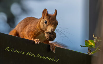 Wochenend-Hörnchen ;-)